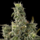 Nicole Kush - DNA GENETICS | TanieSianie.pl