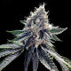 Sour Kosher - DNA GENETICS | TanieSianie.pl
