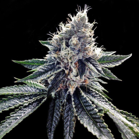 Sour Kosher - DNA GENETICS | TanieSianie.pl