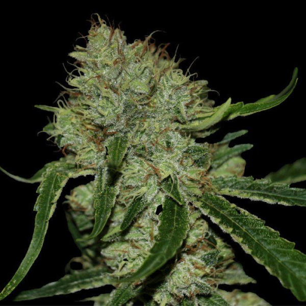 Tangilope - DNA GENETICS | TanieSianie.pl