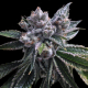 El Fuego Auto - DNA GENETICS | TanieSianie.pl