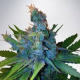 Hay Z - MINISTRY OF CANNABIS | TanieSianie.pl