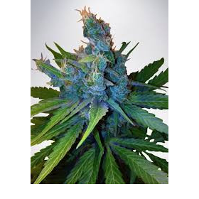 Hay Z - MINISTRY OF CANNABIS | TanieSianie.pl
