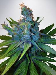 Hay Z - MINISTRY OF CANNABIS | TanieSianie.pl
