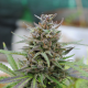 Baby Boom Auto - KANNABIA SEED | TanieSianie.pl