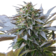 Blue Mystic - ROYAL QUEEN SEEDS | TanieSianie.pl