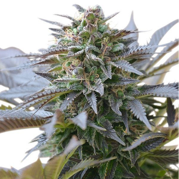 Blue Mystic - ROYAL QUEEN SEEDS | TanieSianie.pl