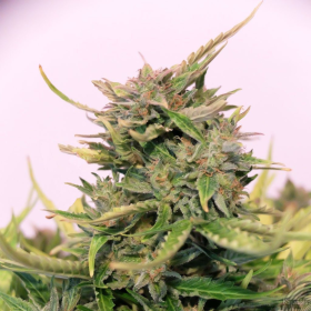 Baby Boom Auto CBD - KANNABIA SEED | TanieSianie.pl