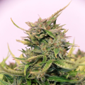 Baby Boom Auto CBD - KANNABIA SEED