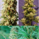 Guerrilla Mix - KANNABIA SEED | TanieSianie.pl