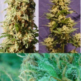 Guerrilla Mix - KANNABIA SEED | TanieSianie.pl