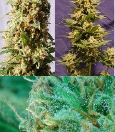 Guerrilla Mix - KANNABIA SEED | TanieSianie.pl