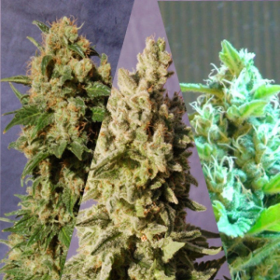 Sabor Mix - KANNABIA SEED | TanieSianie.pl