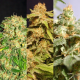 Outdoor Mix - KANNABIA SEED | TanieSianie.pl