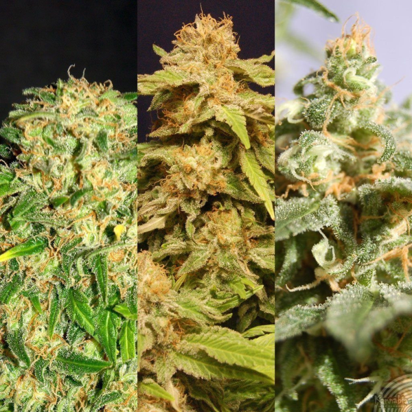 Outdoor Mix - KANNABIA SEED | TanieSianie.pl