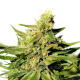 BCN Diesel CBD - KANNABIA SEED | TanieSianie.pl