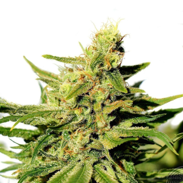 BCN Diesel CBD - KANNABIA SEED | TanieSianie.pl