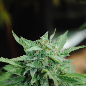 Karibbean Mango - KANNABIA SEED | TanieSianie.pl