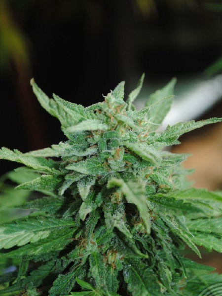 Karibbean Mango - KANNABIA SEED | TanieSianie.pl