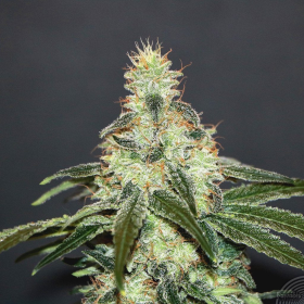 Mataro Blue CBD - KANNABIA SEED | TanieSianie.pl
