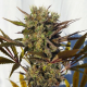 Blue Mystic - ROYAL QUEEN SEEDS | TanieSianie.pl