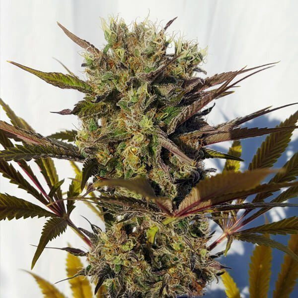 Blue Mystic - ROYAL QUEEN SEEDS | TanieSianie.pl