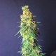 White Domina CBD - KANNABIA SEED | TanieSianie.pl