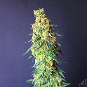 White Domina CBD - KANNABIA SEED | TanieSianie.pl