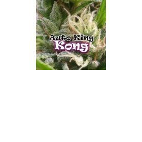 Auto King Kong - DR UNDERGROUND | TanieSianie.pl