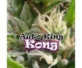 Auto King Kong - DR UNDERGROUND | TanieSianie.pl
