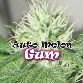 Auto Melon Gum - DR UNDERGROUND | TanieSianie.pl