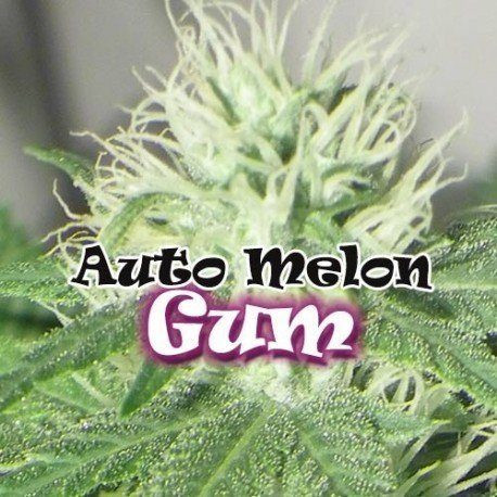 Auto Melon Gum - DR UNDERGROUND | TanieSianie.pl