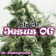 Black Jesus OG - DR UNDERGROUND | TanieSianie.pl