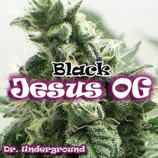 Black Jesus OG - DR UNDERGROUND | TanieSianie.pl