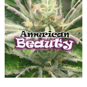 American Beauty - DR UNDERGROUND | TanieSianie.pl
