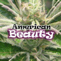American Beauty - DR UNDERGROUND | TanieSianie.pl