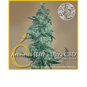 Amnesia Haze Ultra CBD - ELITE SEEDS | TanieSianie.pl