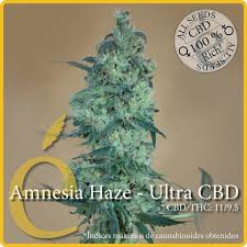 Amnesia Haze Ultra CBD - ELITE SEEDS | TanieSianie.pl