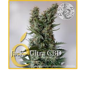 Jack Ultra CBD - ELITE SEEDS | TanieSianie.pl