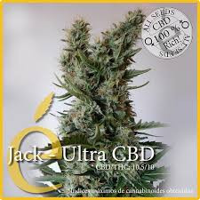 Jack Ultra CBD - ELITE SEEDS | TanieSianie.pl