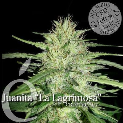 Juanita"La Lagrimosa" - ELITE SEEDS | TanieSianie.pl