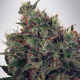 Ultra White Amnesia - MINISTRY OF CANNABIS | TanieSianie.pl