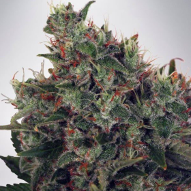 Ultra White Amnesia - MINISTRY OF CANNABIS | TanieSianie.pl
