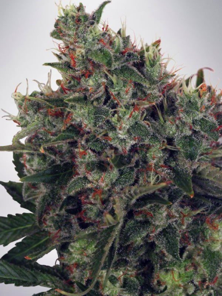 Ultra White Amnesia - MINISTRY OF CANNABIS | TanieSianie.pl