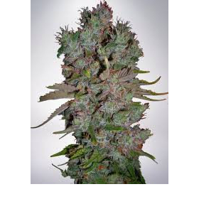 Auto Blueberry Domina - MINISTRY OF CANNABIS | TanieSianie.pl