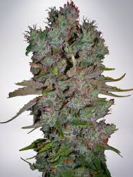Auto Blueberry Domina - MINISTRY OF CANNABIS | TanieSianie.pl