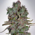 Auto Blueberry Domina - MINISTRY OF CANNABIS