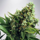 Auto White Widow - MINISTRY OF CANNABIS | TanieSianie.pl