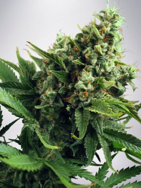 Auto White Widow - MINISTRY OF CANNABIS | TanieSianie.pl