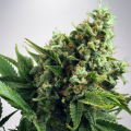 Auto White Widow - MINISTRY OF CANNABIS